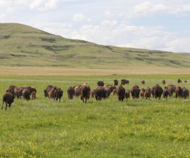 herd of bison in field